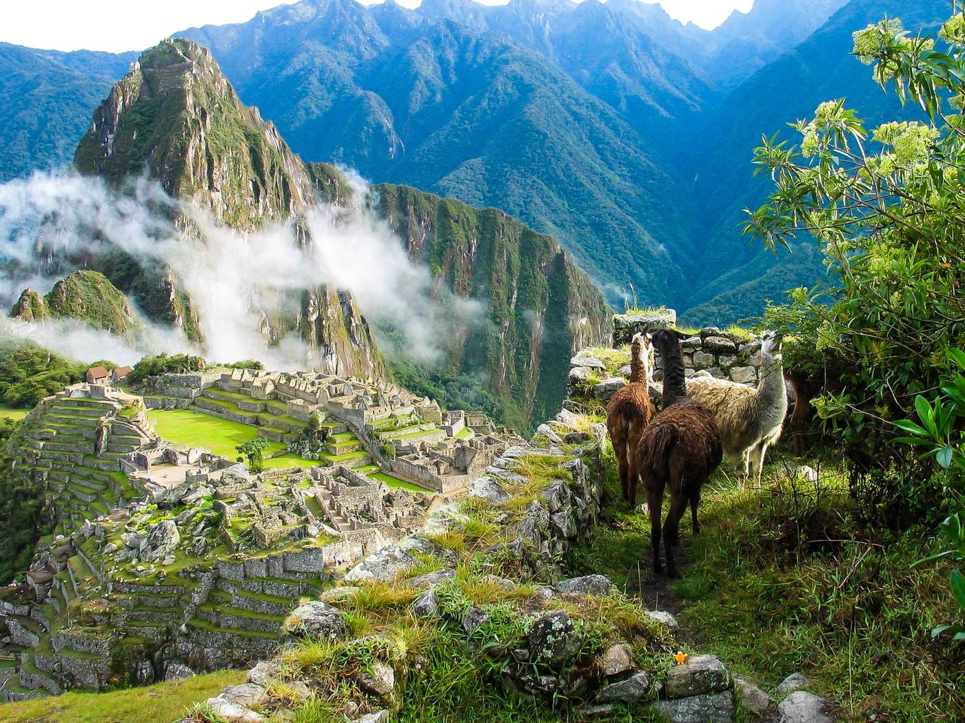 Machu Picchu et lamas