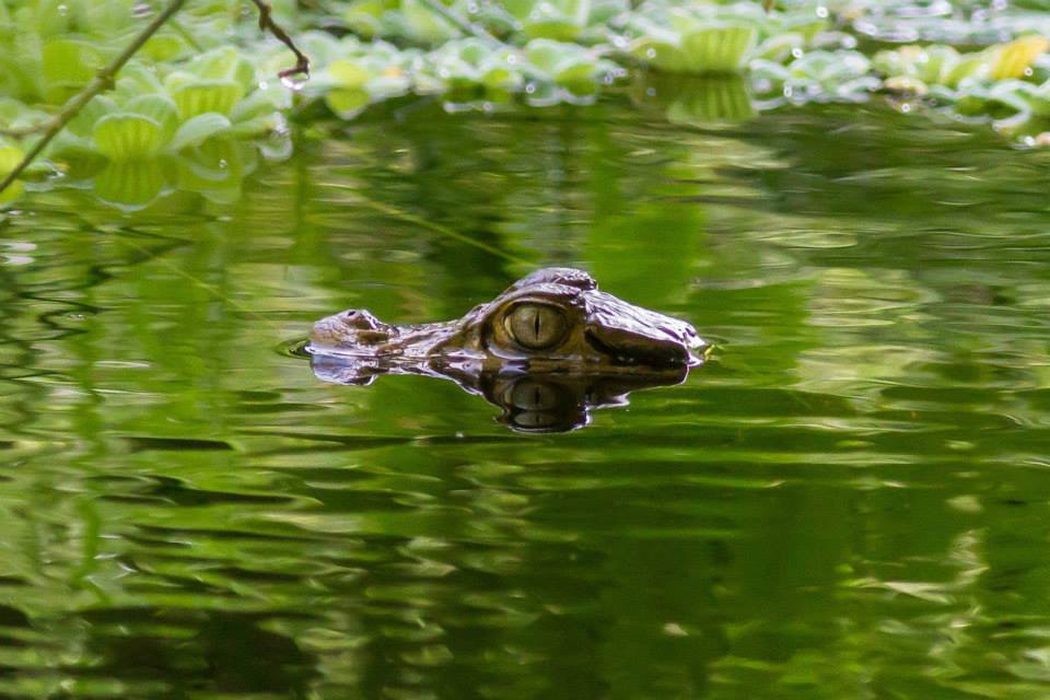 Caimans voyage Amazonie