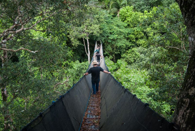 Canopy