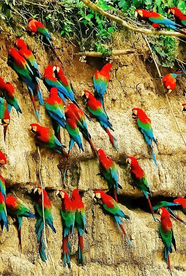 Collpa de Perroquets Pérou