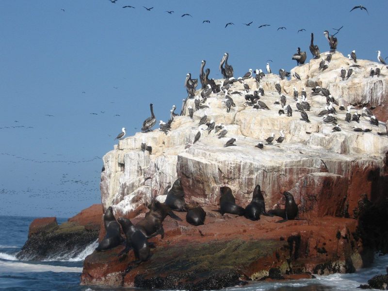 Iles Ballestas Perou