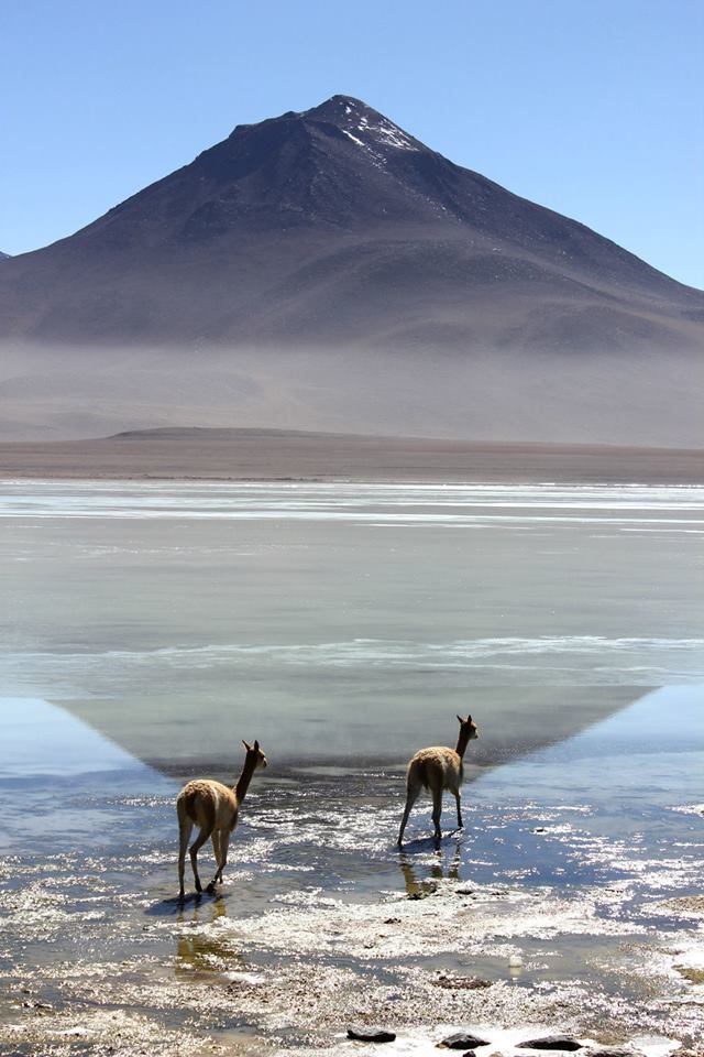 Laguna Blanca, Sud Lipez Bolivie