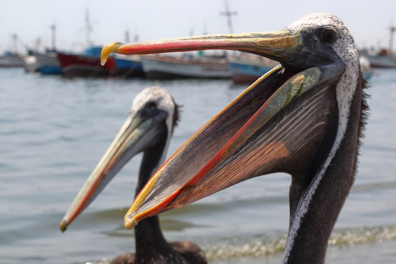 PARACAS