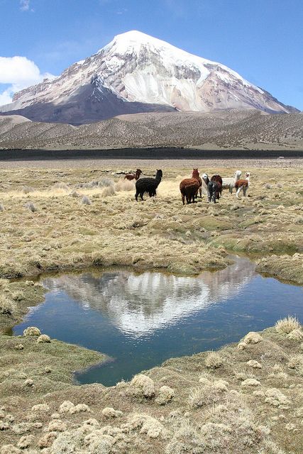 Sajama