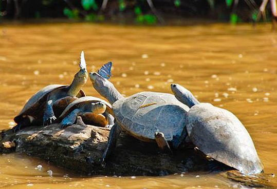 Tortues