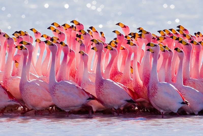 Flamants