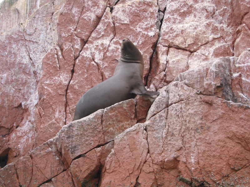 Paracas