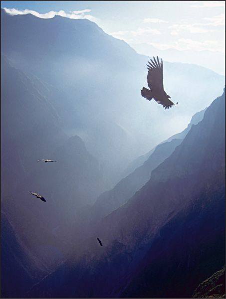 Vol du condor colca