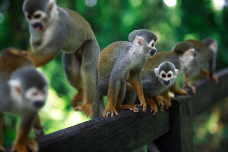 Île des singes Amazonie Pérou