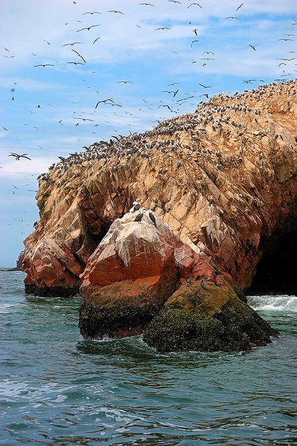 îles Ballestas pérou voyage