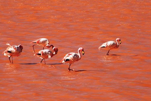 Flamants roses, Laguna Colorada, Sud Lipez