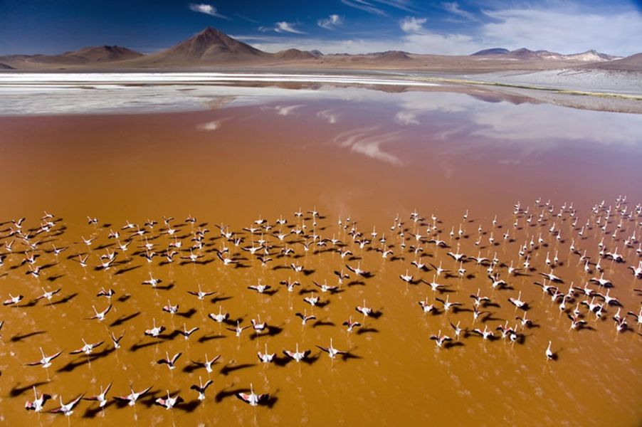 Lagune du Sud Lipez et flamants roses