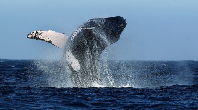 Baleine - Mancora