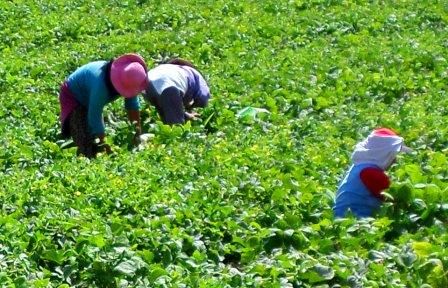 Campesinos en la chacra