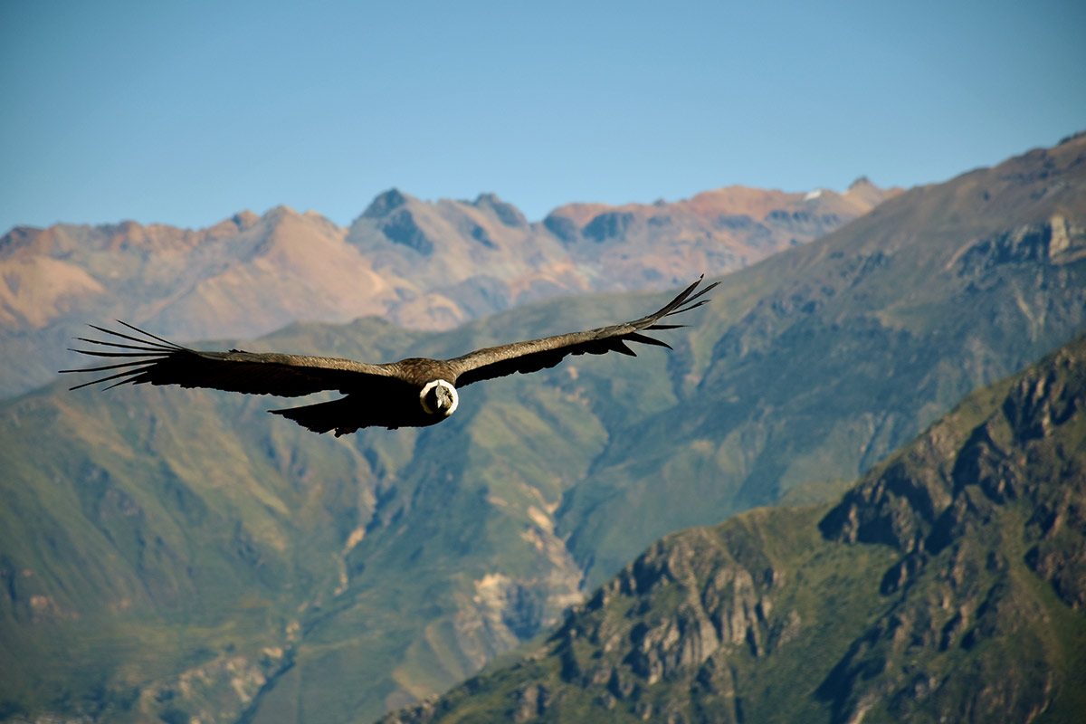 Le canyon de Colca: Un spectacle grandeur nature