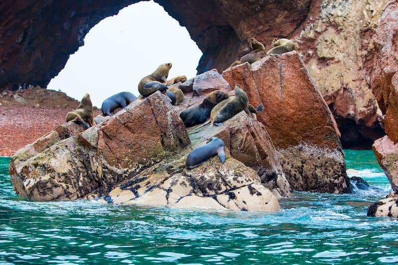 Otaries et oiseaux marins des îles Ballestas
